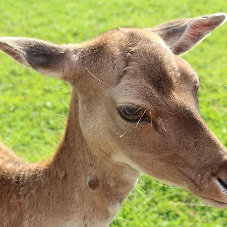 Апартаменты Nerro