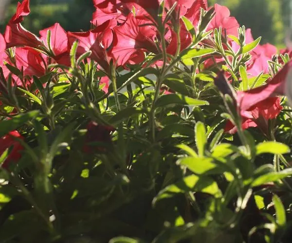 Lägenhet Nerro Prezid