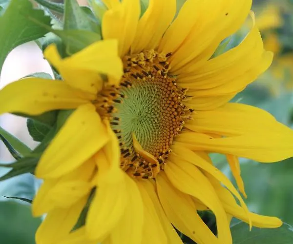 Апартаменты Nerro *